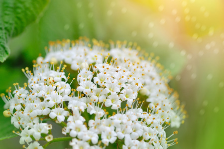 Blooming Viburnum lantana close-upの写真素材
