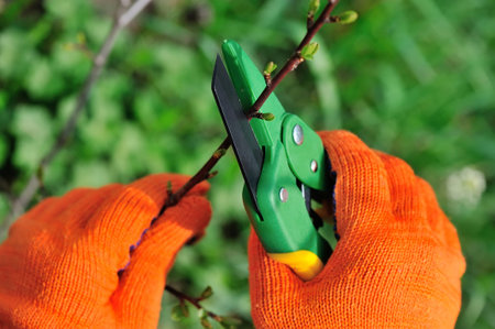 Hands with gloves of gardener doing maintenance work, pruning the tree