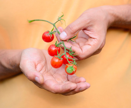 Fresh cherry tomatoes (branch of cherry tomatoes) in a hand farmerの写真素材
