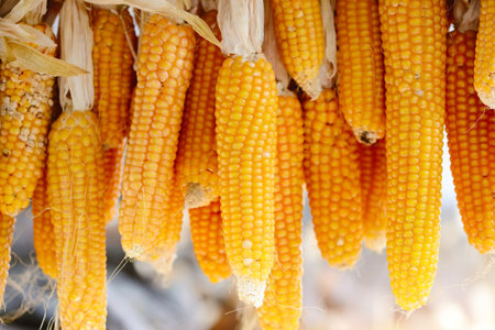 Yellow corn cobs dried. Harvested corn