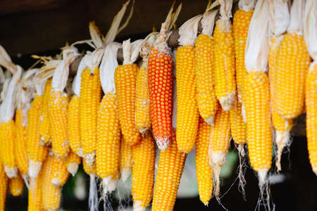 Yellow corn cobs dried. Harvested cornの写真素材