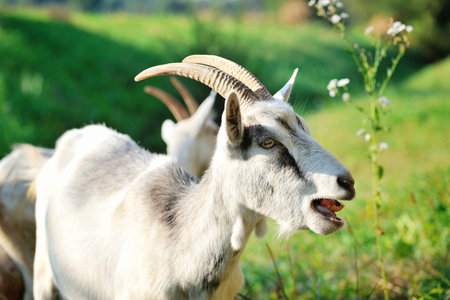 Goats on pasture on a sunny day