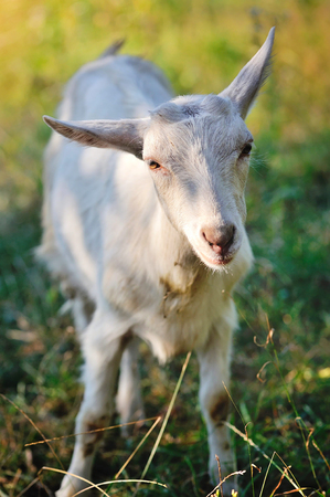 A young goat in the pastureの写真素材
