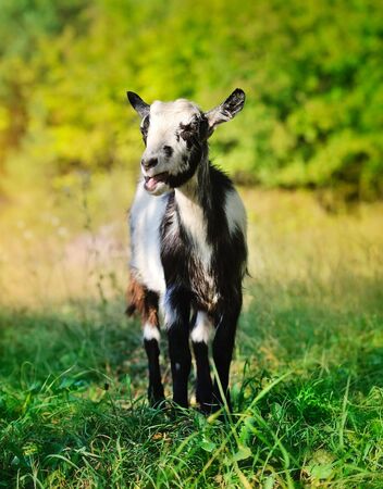 A young goat in the pastureの写真素材