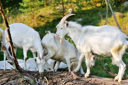 White goats on pasture eat barkの写真素材