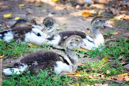 A young duck is sitting in the courtyard of the farm