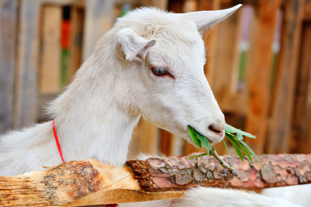White goat eating green leaves in a courtyard of the farmの写真素材