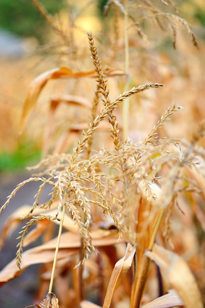 Closeup of Corn flower. Autumn backgroundの写真素材