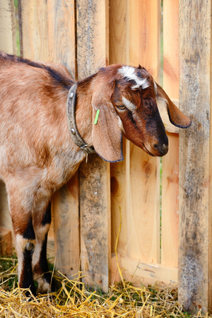 Cute young goat in a courtyard of the farmの写真素材
