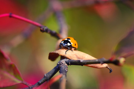 Ladybug on the fallen yellow leaves in the fall. Insects in the wild nature.