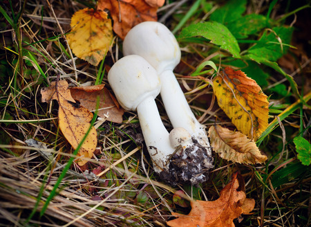 Fresh Agaricus mushrooms (Agaricus arvensis), is edible, on the grass with autumn leaves.の写真素材