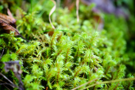 Moss, Moss autumn, forest moss, the wild nature, close upの写真素材