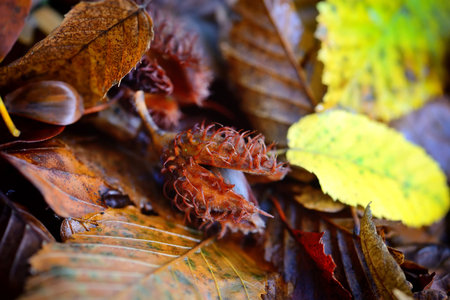 Beech nuts lying on fallen leaves in the forest. Autumn is time