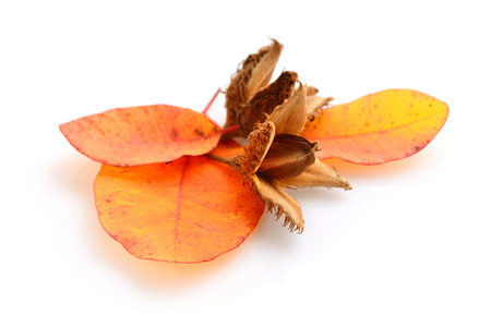 Beech nuts with autumn leaves on a white backgroundの写真素材