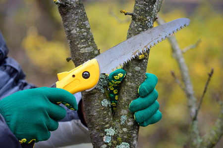 Hands with gloves of gardener doing maintenance work, pruning trees in autumnの写真素材