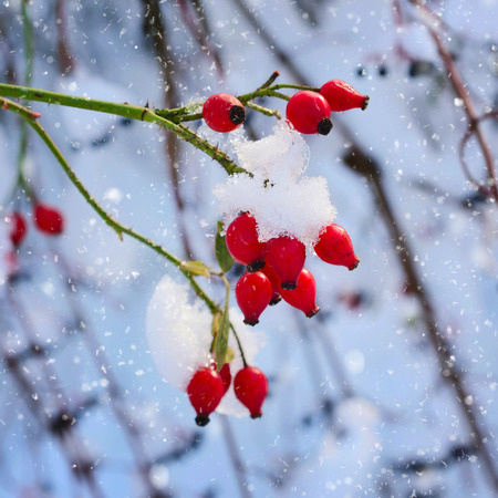 Red rosehip berries with snowの写真素材