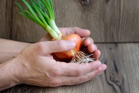Hands (human farmer chef cook) holding sprouted onions on rustic wooden backgroundの写真素材