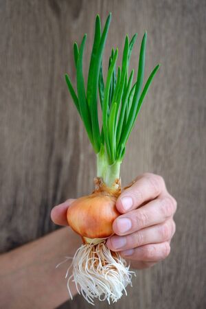 Hand (human farmer chef cook) holding sprouted onions on rustic wooden backgroundの写真素材
