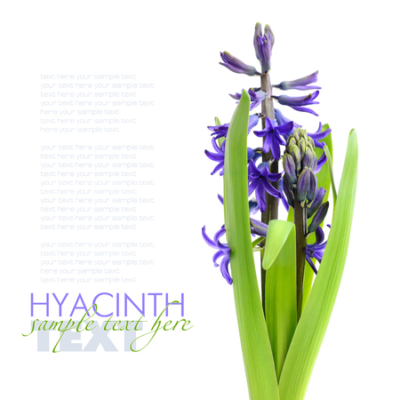 Blue hyacinth isolated on white backgroundの写真素材