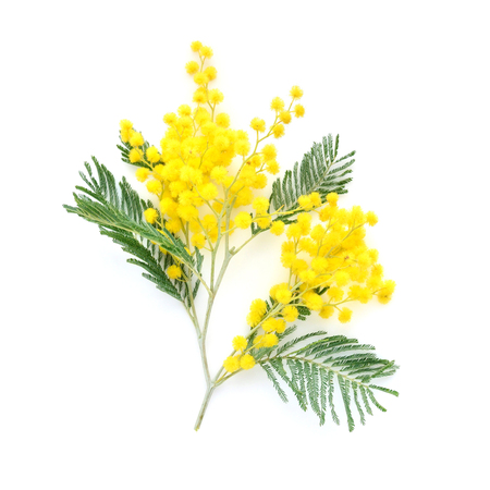 Mimosa (silver wattle) branch isolated on white backgroundの写真素材