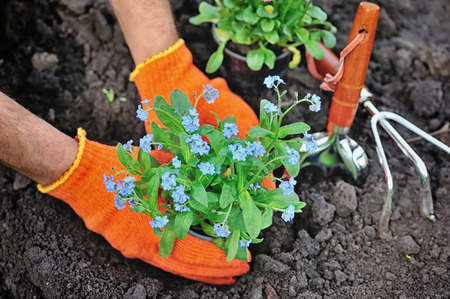 Gardeners hands planting flowers Forget-me-not in gardenの写真素材