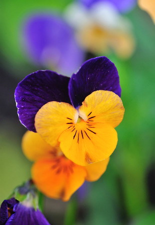 Tricolor pansy flower plant natural background, springtimeの写真素材