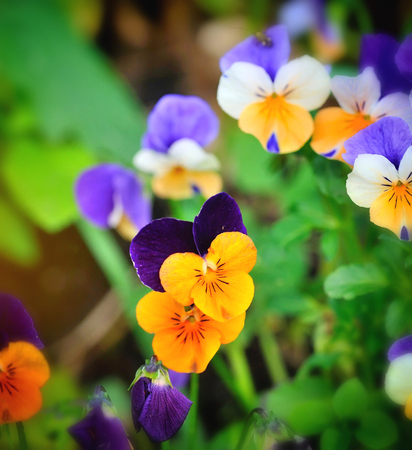 Tricolor pansy flower plant natural background, springtimeの写真素材