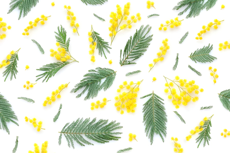 Mimosa flowers and leaves on white background. Top view.の写真素材