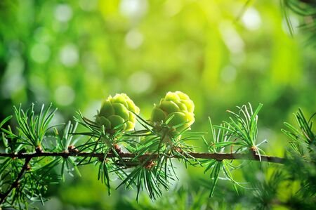 Young cones of larch tree in sunlightの写真素材