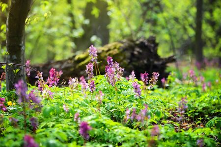 Hollowroot (in Latin: Corydalis cava) blooms in the forestの写真素材
