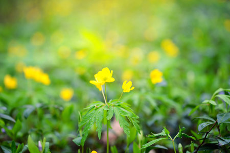 The yellow wood anemone (in Latin: Anemone Ranunculoides) blooms in the forest
