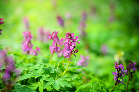 Hollowroot (in Latin: Corydalis cava) blooms in the forestの写真素材