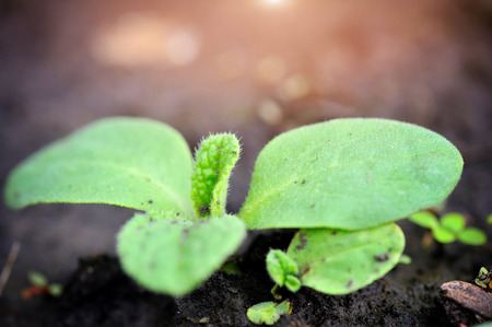 Young sprout cucumber in the garden in spring. Selective focusの写真素材