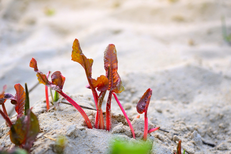 Young leaves of sorrel (in Latin: Rumex crispus)の写真素材