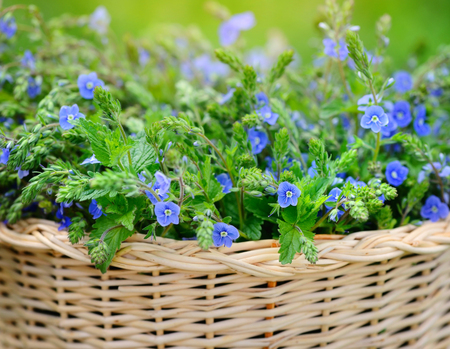 Veronica flowers (Veronica chamaedrys) in a basketの写真素材