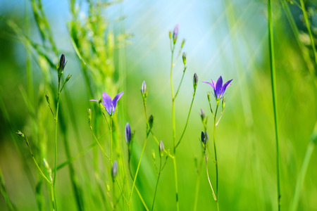 Campanula flowers (Campanula patula) in green grass. Selective focus, blurred background.の写真素材