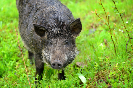 Wild boar in grass, before a forestの写真素材
