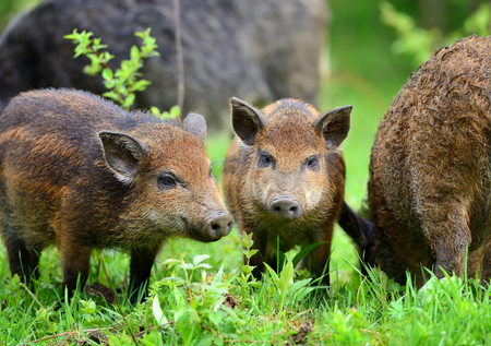Young wild boars in the spring forestの写真素材