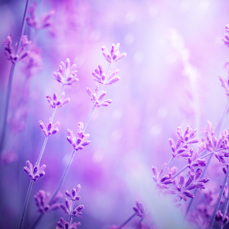 Lavender flower field, image for natural background, selective focus. Art photo in purple tone.の写真素材