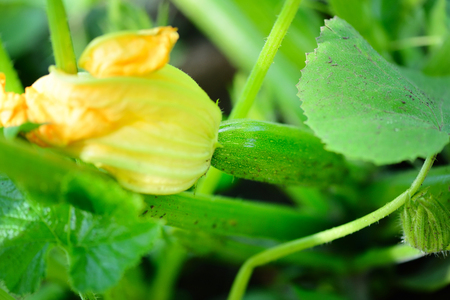 Yellow zucchini flower and green leavesの写真素材