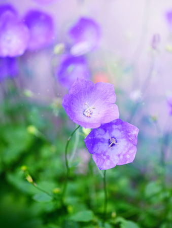 Campanula flowers bloom (Campanula carpatica) in the garden, selective focusの写真素材