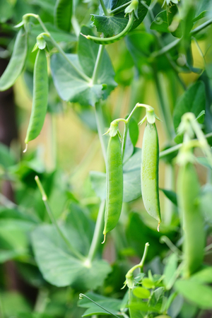 The green peas in the vegetable gardenの写真素材