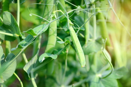 The green peas in the vegetable gardenの写真素材