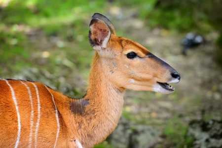 Lowland Nyala (Tragelaphus angasii) portrait of a cute famaleの写真素材