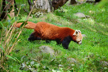 Red Panda, Firefox or Lesser Panda (Ailurus fulgens)の写真素材