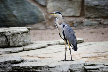 Beautiful Grey Heron (Ardea cinerea) near the rocksの写真素材