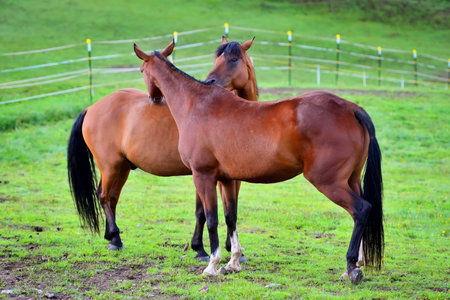 Two young horses together on pasturage in summer