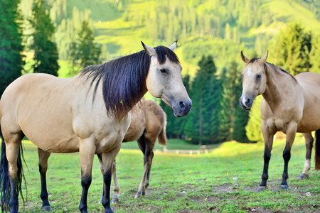 Horses on the meadow in the mountainsの写真素材