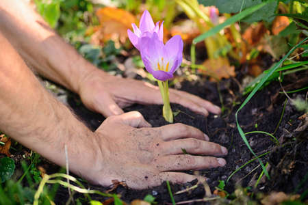 Gardeners hands planting flowers (Colchicum autumnale) in a gardenの写真素材