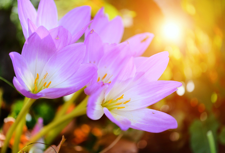 Nice dewy flowers in the autumn (Colchicum autumnale)の写真素材